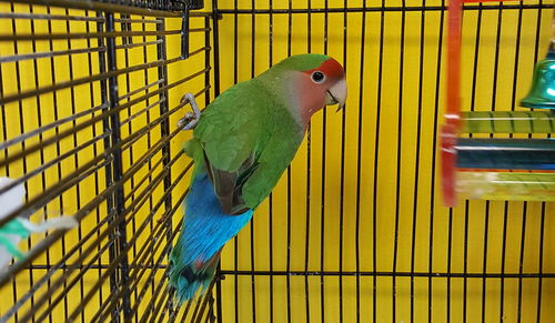 Perry