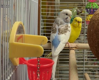 Tweety and Blue (Bonded)