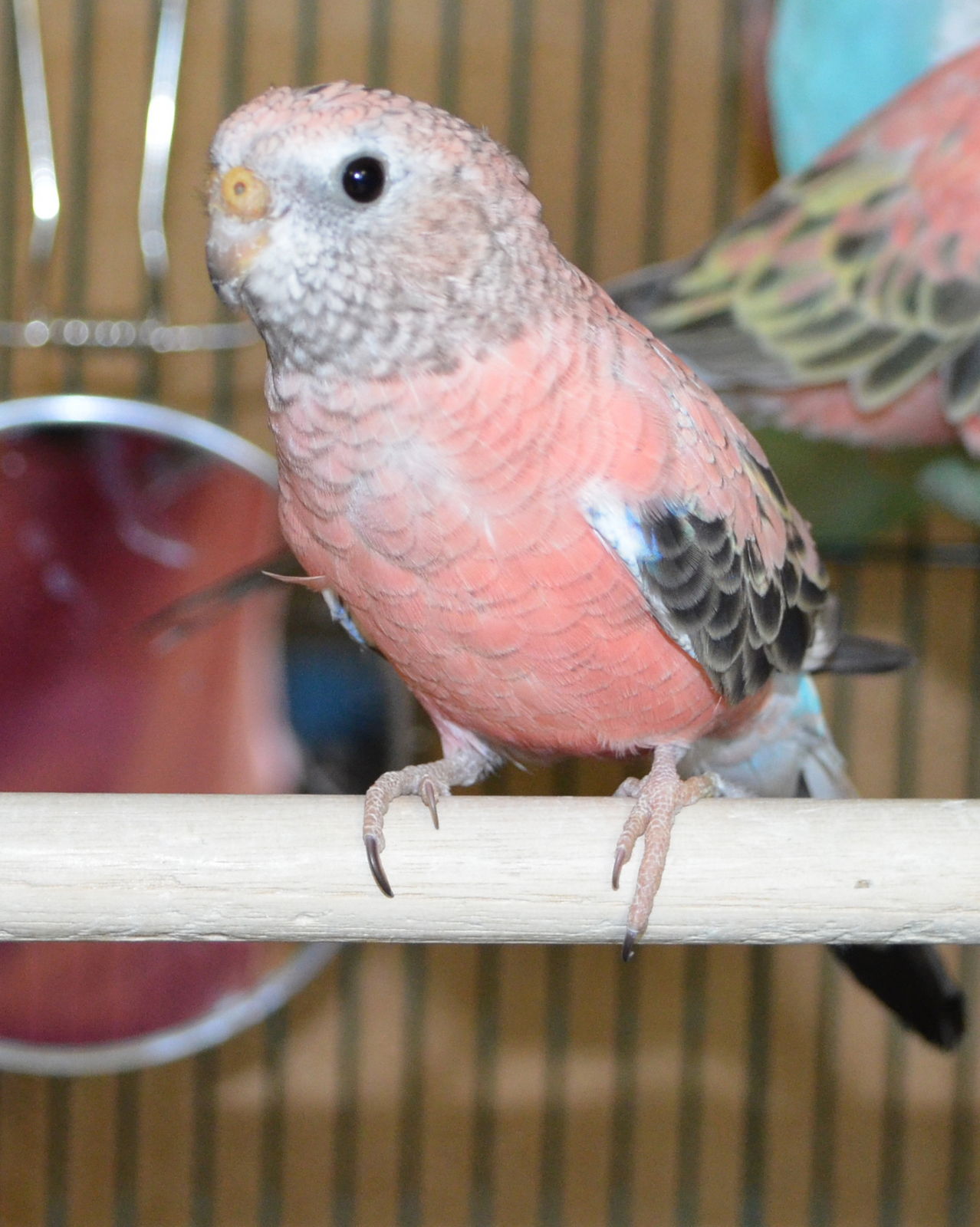 Rosy parakeet hot sale