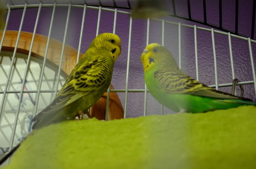 Budgies