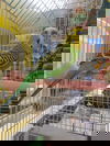 Budgies
