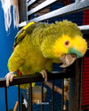 Simon