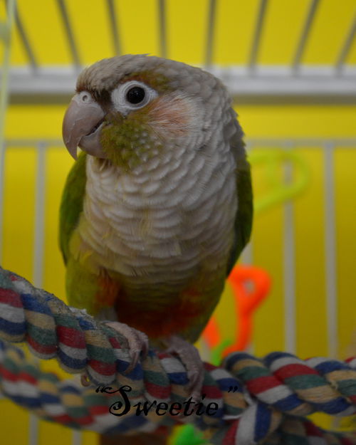 Sweetie