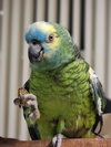 Paco