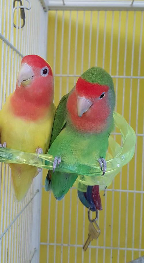 Chewy and Lemon (Bonded)