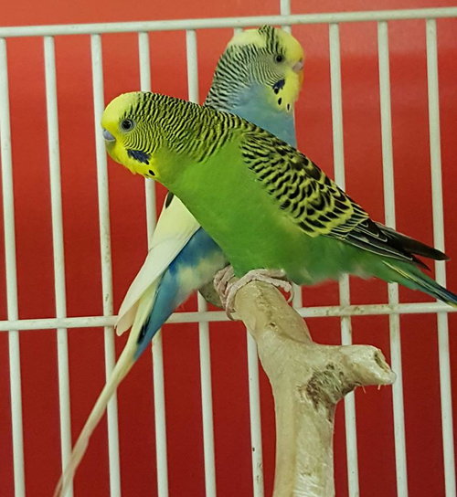 (NDSU) Mason and Sweet Pea