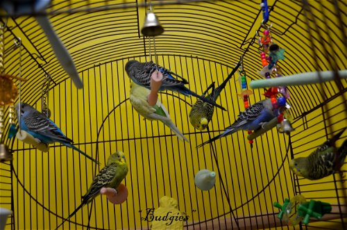 Budgies (40 available)