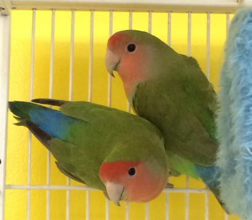 Sweetpea & Tulip (Bonded)