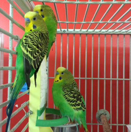Budgies