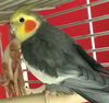 Poptart & Pumba (Can be adopted separately)