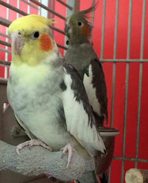 Stella & Ubie (Bonded pair)