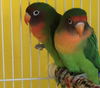 Ducky & Sarah (Bonded pair)