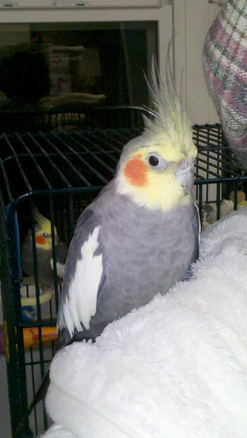 Squawky