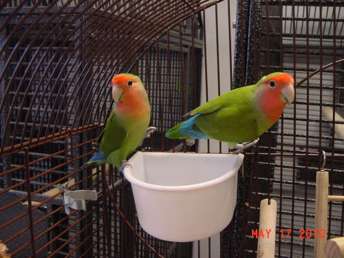 Susie Q & Skipper