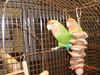 Susie Q & Skipper