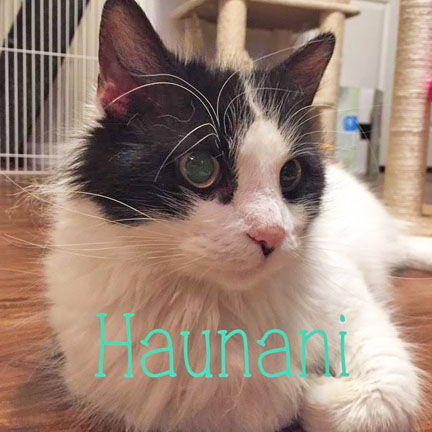 Haunani