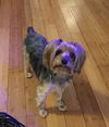 Waylon