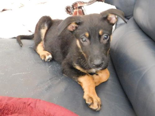 Harry **ADOPTION PENDING**