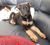 Harry **ADOPTION PENDING**