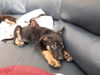 Harry **ADOPTION PENDING**