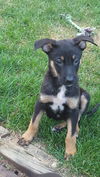 Harry **ADOPTION PENDING**