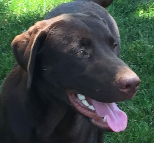Harold **ADOPTION PENDING**