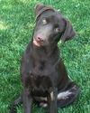 Harold **ADOPTION PENDING**