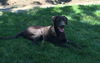 Harold **ADOPTION PENDING**