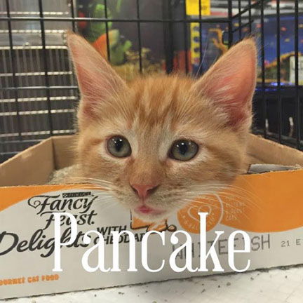 Pancake