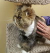 Parker (adoption pending)