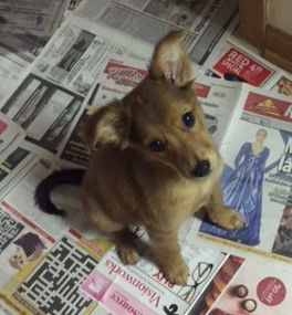 Fawn **Pending - No longer accepting applications*