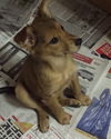 Fawn **Pending - No longer accepting applications*