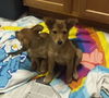 Fawn **Pending - No longer accepting applications*