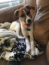 Bailey
