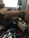 Bailey
