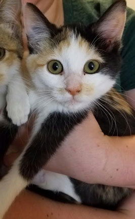 Tara