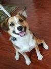 Bailey