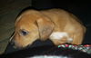 Harvey **NO more applications accepted**