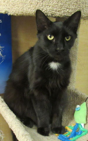 Nimbus (aka Midnight)