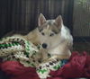 Balto