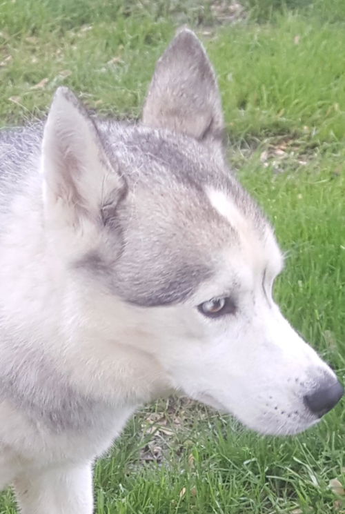 Balto