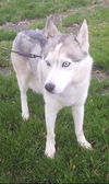 Balto