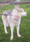 Balto