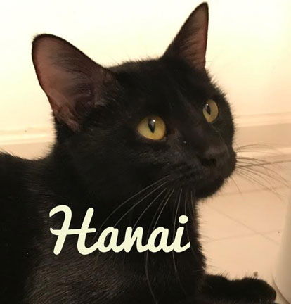 Hanai (with Keilani)
