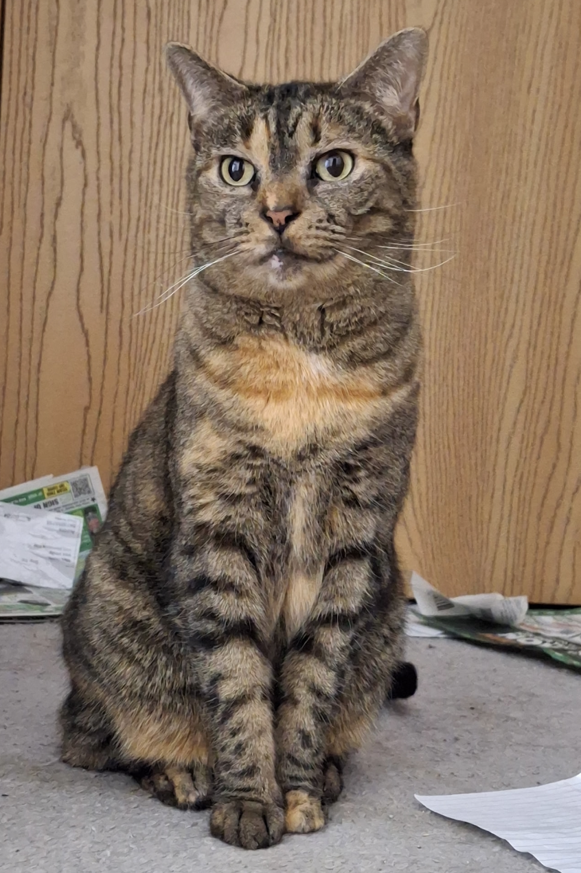 Ruby Medium Domestic Short Hair (short coat) Female