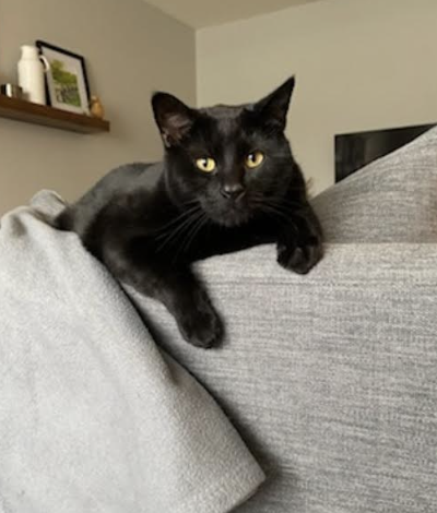 Bonzo (front paw declaw) Medium Domestic Short Hair (short coat) Male