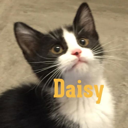 Daisy