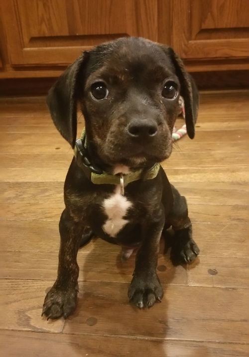 Bane **adoption pending**
