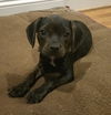 Bane **adoption pending**