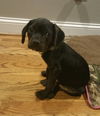 Bane **adoption pending**